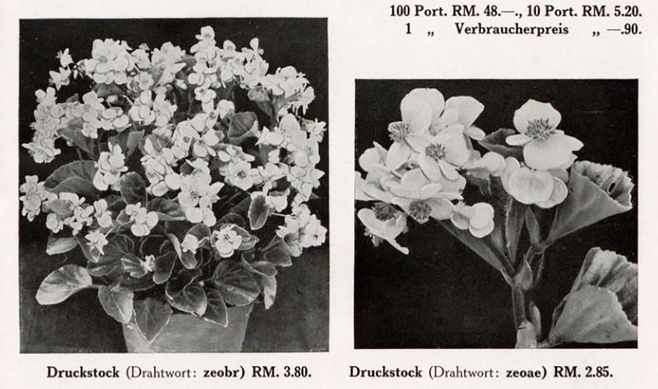 B. ‘Heterosis Schnee’